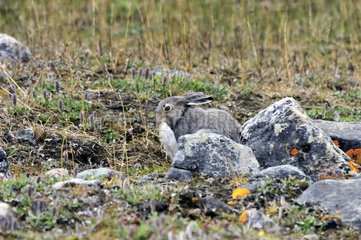 Arctic Hare grooming Somerset Island Nunavut Canada
