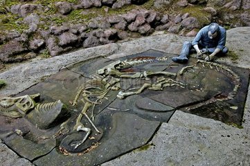 Paläontologin au Travail au Parc Préhistorique Frankreich