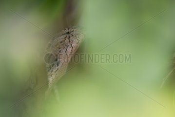 Oriental garden lizard hide in foliage Reunion Island