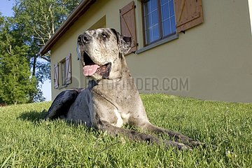 Dogue Allemand adulte couché dans l'herbe devant une maison