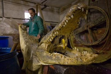 Crocodile bereiten Rougy Tannery Chartreuse Frankreich vor