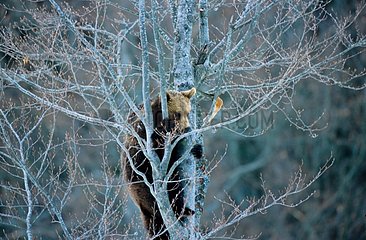 Jeune Ours brun dans un arbre PN Bayerischer Wald
