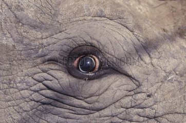 Oeil de Rhinocéros noir en gros plan