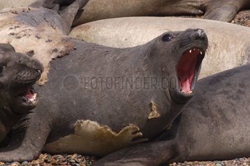 Eléphant de mer du sud Patagonie Argentine