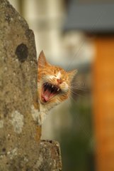 Cat yawning partly hidden behind a wall France