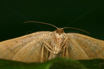 Geometrid moth Midi Pyrénées France