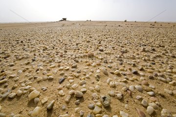 Stones and sand Desert of Tenere Niger