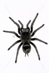 Schwarzes mygale weibliches weibliches Gesicht ursprünglich aus Brasilien