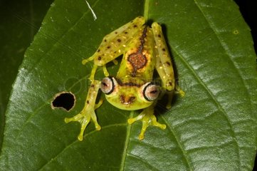 Ornate Treefrog on a leaf French Guiana