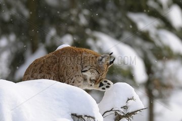 European lynx in snow National Park Bavarian Forest Germany