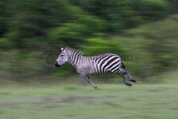Grants Zebra läuft in der Reserve von Masaï Mara Kenia