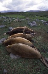 Southern elephant seals sleeping in Kerguelen