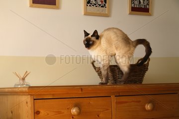 Cat standing on a dresser