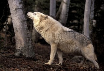 Wolf feeling the bark of a tree trunk the USA