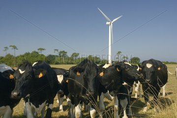 Cows in front of the windmill farm of Goulien Sizun Cape