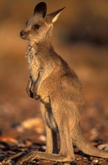 Junge Känguru rotes NSW Australien