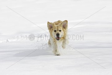 Golden retriever running in snow Alsace France
