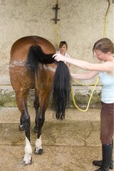 Cleaning Horse with jet France