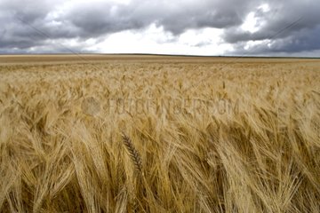 Field of grain under a stormy sky France