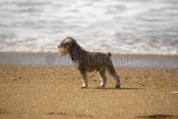 Pyrenäische Schäferhund am Strand Palamos Spanien