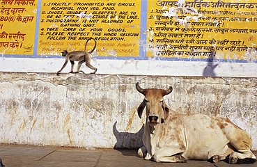 Sacred cow and langur in front of a wall Pushkar India