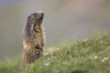 Alpine marmot monitoring Pyrenees Spain
