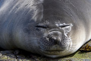 Northern elephant seal resting in Falkland Islands