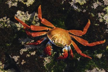 Sally Light Foot Crab Galapagos Islands