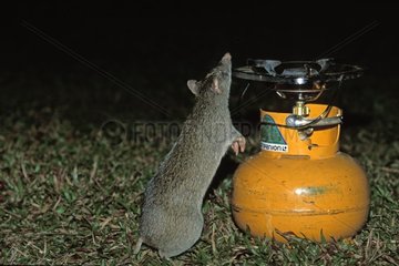 Bush rat smelling a stove of camp-site Australia