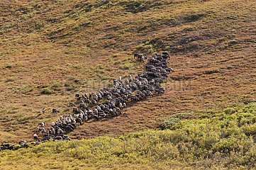 Herds of reindeer bred parole Alaska USA