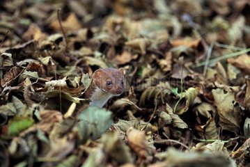 Weasel among dead leaves on the ground