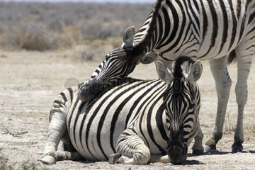 Burchell's Zebras grooming Etosha National Park Namibia