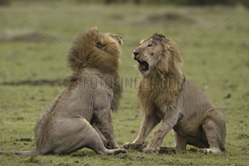 Combat de Lions pour une femelle Masaï Mara Kenya