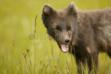 Portrait of an Arctic Fox barking in a meadow