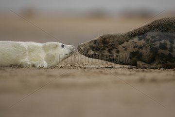 Gray Seal female and her pup on the sand Scotland