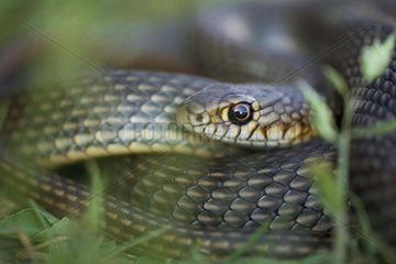 Portrait of a Large Whip Snake Bulgaria