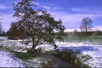 Baum und Bach in einem schneebedeckten Tal in der Winternormandie