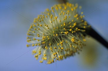 Large plan of a bud covered with pollen
