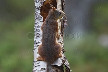 Rote Eichhörnchen klettern auf einem Kofferraum Norwegen