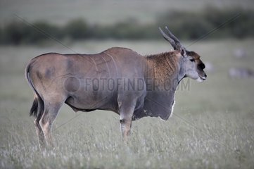 Male Eland Masai Mara Kenya