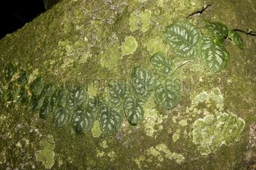 Creeping plant on a rock in tropical forest in Suriname