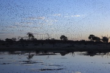 Sunrise on the Okavango Delta Botswana