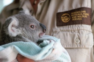 Ranger taking a young orphan Koala Moggill Hospital