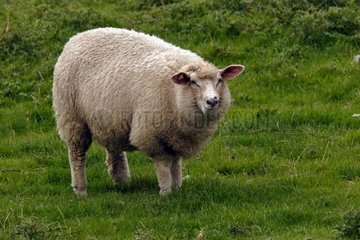 Sheep in a salt meadow lamb with Husum Germany [AT]