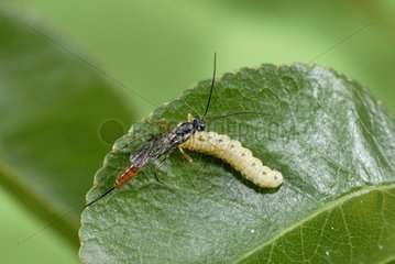 Female Parasitoid wasp approaching a caterpillar France
