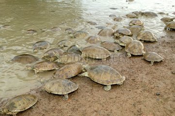 Nebenschildkröte am Rande eines Flusses in Venezuela