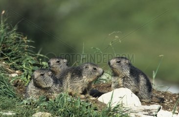 Portrait de Marmotte des France