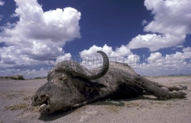 Cape Buffalo corpse during the dryness Amboseli NP Kenya