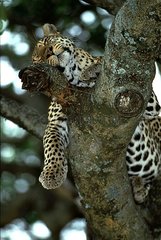 Léopard dormant dans un arbre Réserve de Masaï Mara Kenya