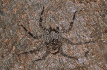 Mimetische flache Spinne auf einer Nicaragua -Rinde